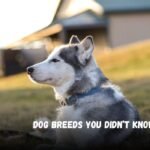 Dog Breeds You Didn’t Know Exist