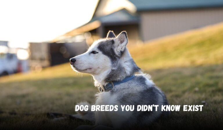 Dog Breeds You Didn’t Know Exist