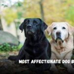 Most Affectionate Dog Breeds