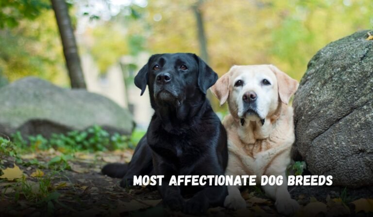 Most Affectionate Dog Breeds