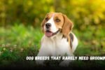 Dog Breeds That Rarely Need Grooming