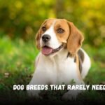 Dog Breeds That Rarely Need Grooming