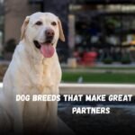Dog Breeds That Make Great Running Partners