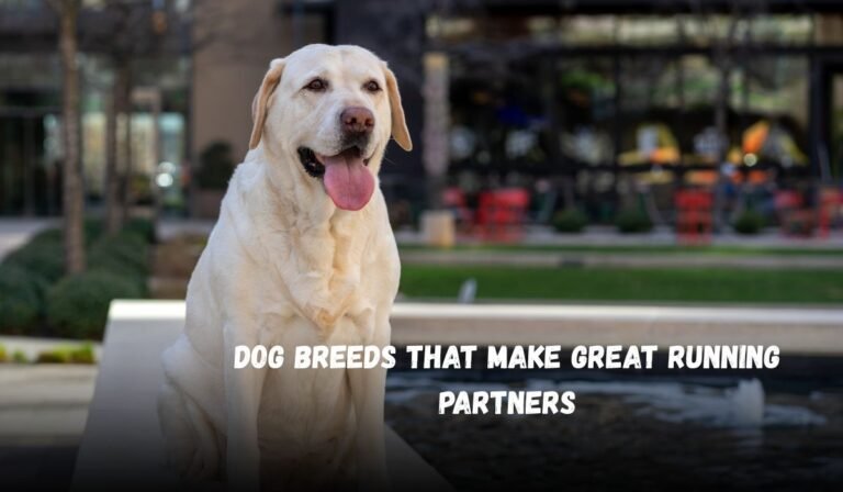 Dog Breeds That Make Great Running Partners