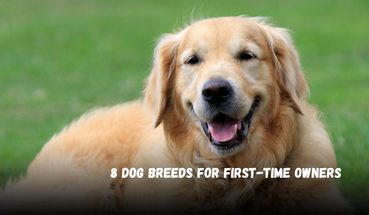 Dog Breeds for First-Time Owners