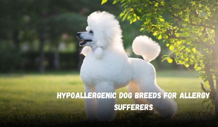 Hypoallergenic Dog Breeds for Allergy Sufferers