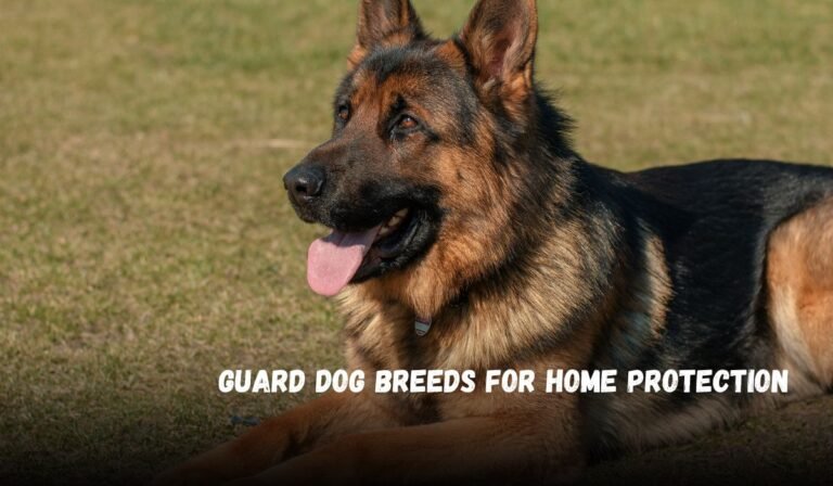 Guard Dog Breeds for Home Protection