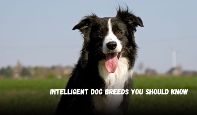 Intelligent Dog Breeds You Should Know