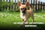 Dog Breeds That Are Surprisingly Low Maintenance