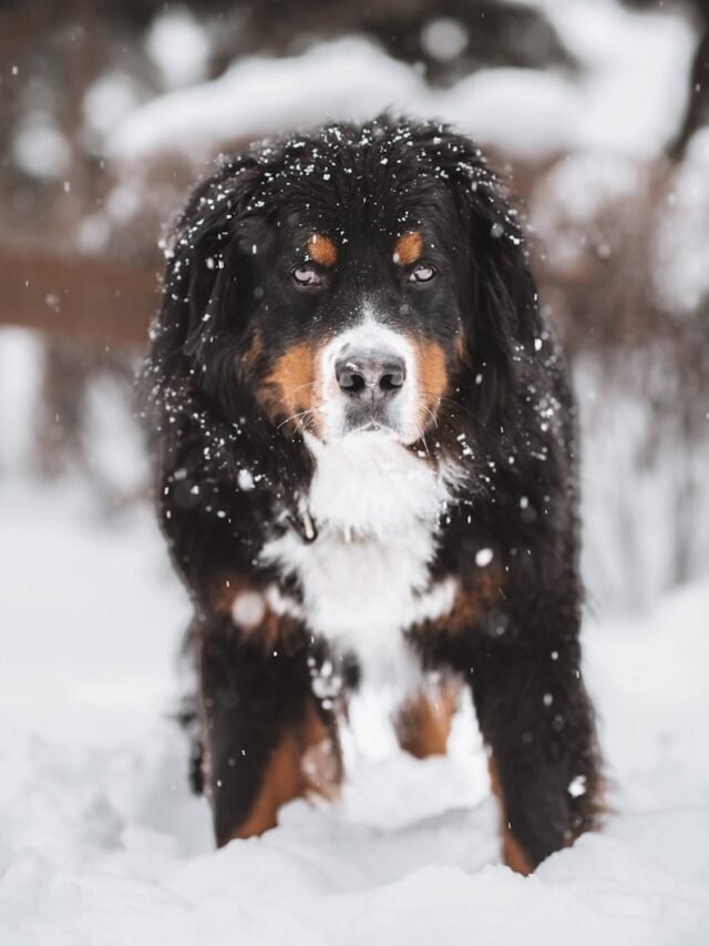 Top 8 Calm Dog Breeds for Peaceful Homes in USA