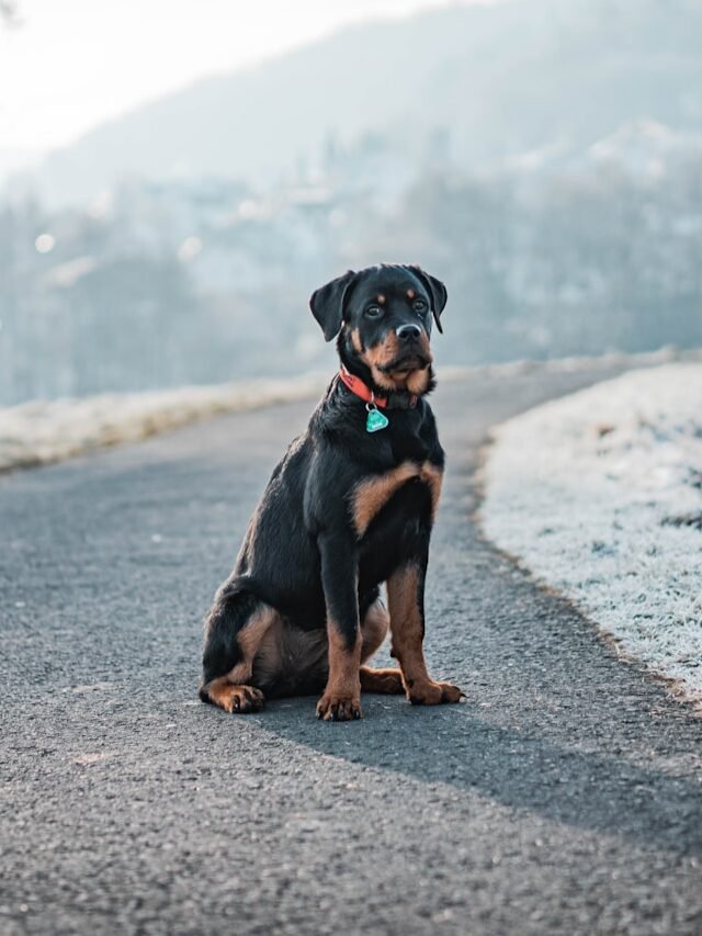 The Top 8 Rottweiler Dog Breed Varieties