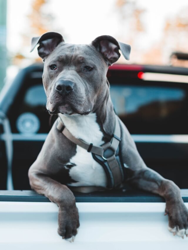 Top 8 Breeds of Dogs That Are Pitbulls