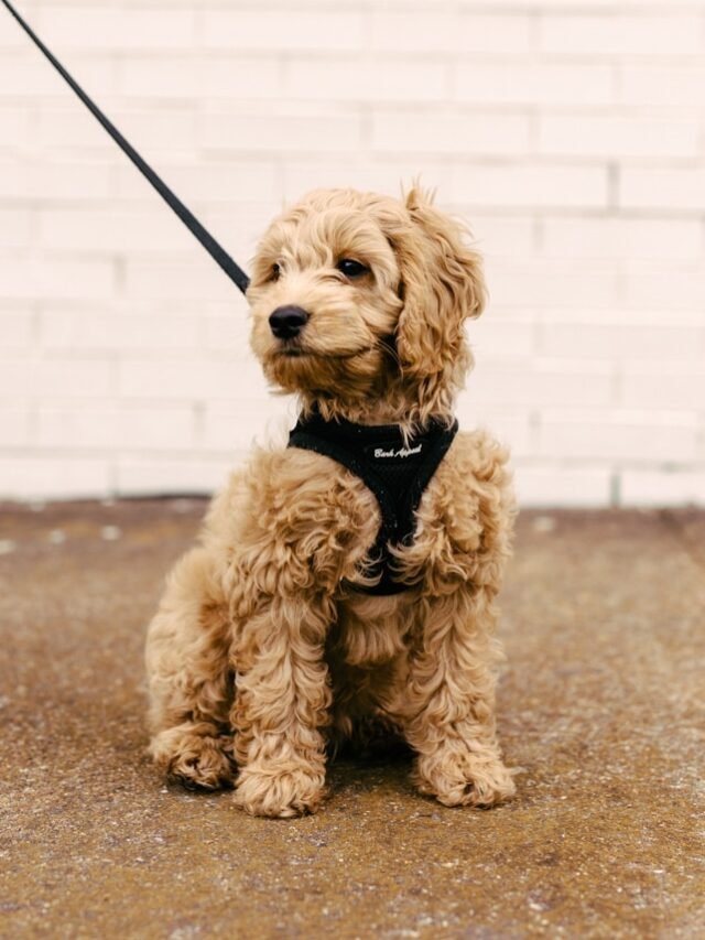 Top 8 Dog Breeds That Make Great Therapy Dogs