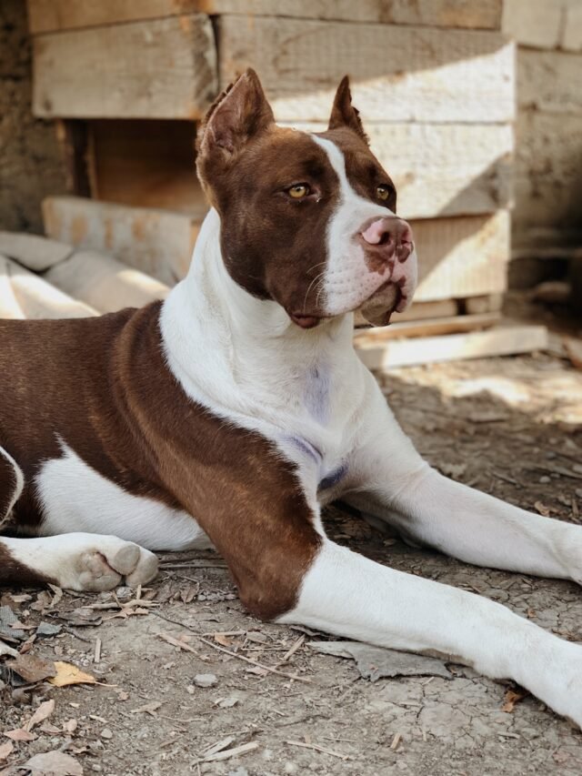 8 Rarest Capabilities of Pitbull Dog Breed