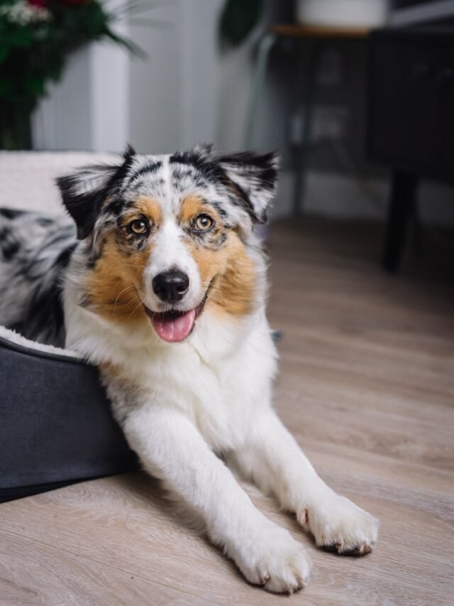 Lifespan of Australian Shepherd Dog