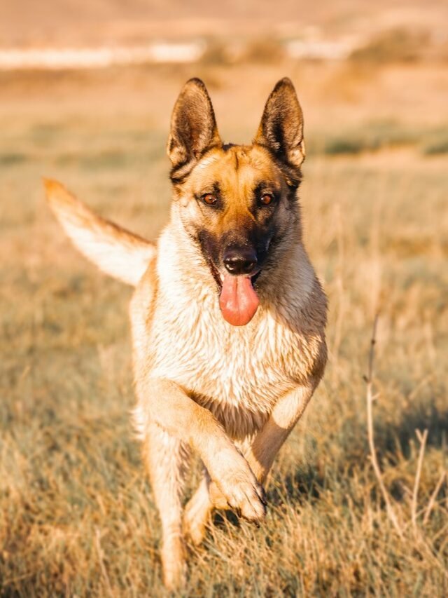 8 Dog Breeds That Make Excellent Watchdogs